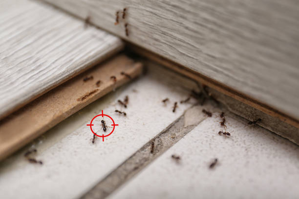 Best Residential Pest Control  in Kihei, HI