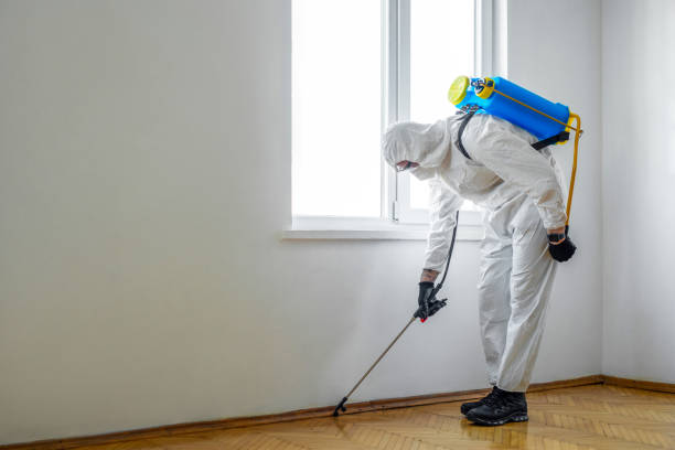 Trusted Kihei, HI Pest Control Experts