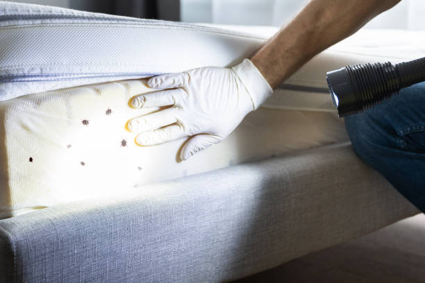 Best Flea Control Services  in Kihei, HI