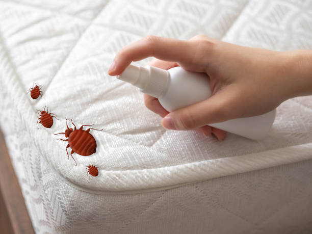 Best Termite Control Services  in Kihei, HI