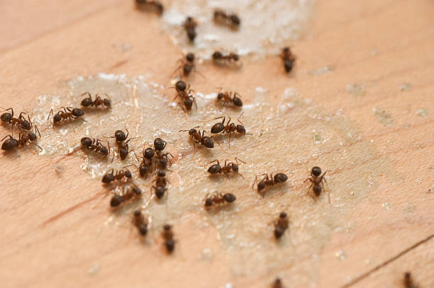 Best Best Pest Control Near Me  in Kihei, HI