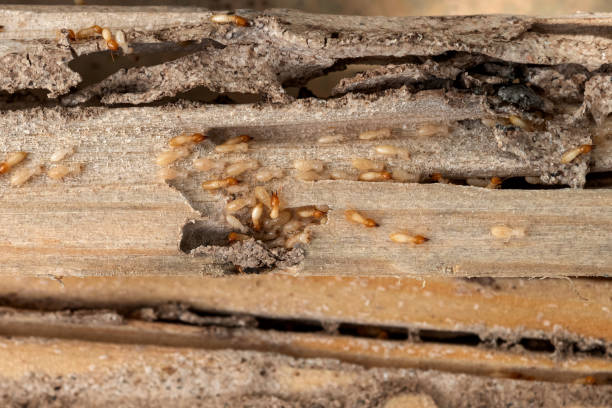 Best Best Pest Control Companies  in Kihei, HI